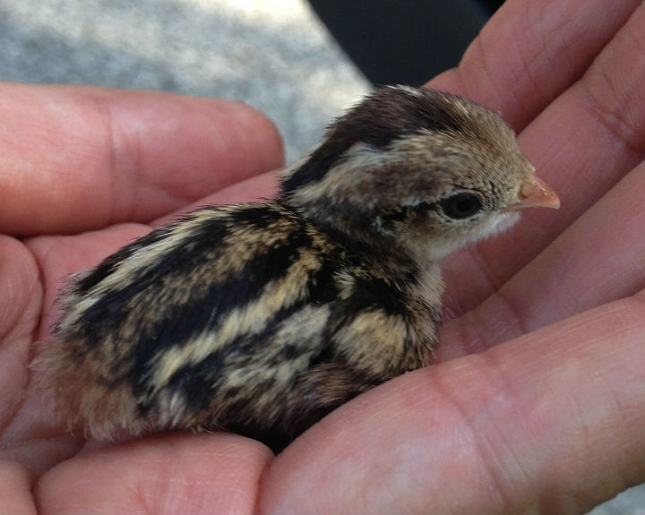 California Quail